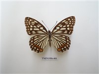 藏品(紅星脈蛺蝶)的圖片